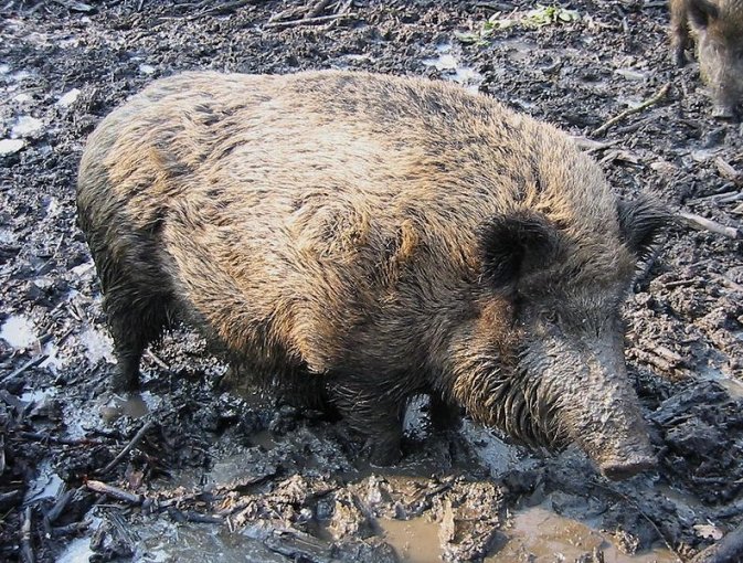 Comment S appelle La Femelle Du Sanglier Le sanglier